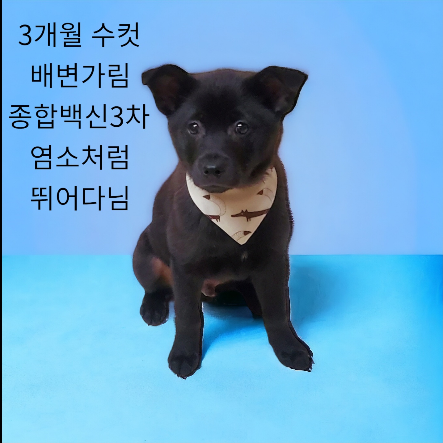 믹스견 이미지 파일 입니다.
